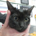 ¿Cómo le doy una pastilla a mi gato?
