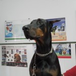 ¿Le puedo dar dulces de Navidad a mi perro?
