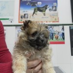 Mi perro se ha roto una uña.