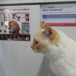 Mi gato tiene bolas de pelo.