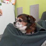 Mi perro tiene una quemadura.