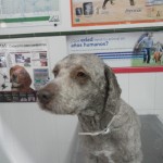 Mi perro tiene sucios los oídos.