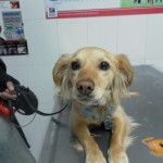 Las procesionarias del pino son muy peligrosas para nuestros perros.