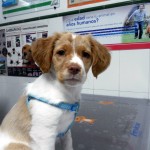 ¿Qué macho elijo para montar a mi perra?