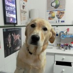 ¿Tengo que esterilizar a mi perra?