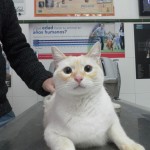¿Tengo que esterilizar a mi gata?