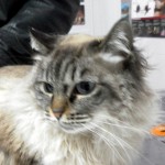 Mi gato tiene una herida en la nariz.