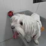 ¿Mi perro me puede contagiar la leishmaniosis?