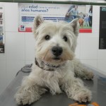 Mi perro pierde mucho pelo.