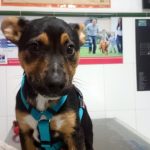 Cómo quitarle una garrapata a un perro.