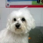 ¿Para qué sirve el collar isabelino?