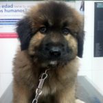 ¿Qué colirio le puedo poner a mi perro?