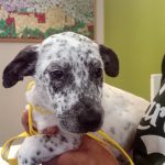 Manchas marrones en los ojos de los perros.