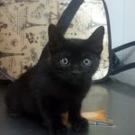 ¿Qué edad tiene mi perro o mi gato comparado con una persona?