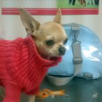 ¿Qué champú es mejor para bañar a mi perro?