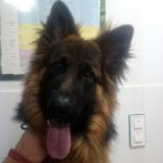 Viajar con perros o gatos en el coche.