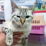 ¿Qué debe comer un gato?