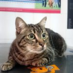 ¿Puedo bañar a un gato?