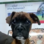Mi perro vomita líquido de color amarillo.