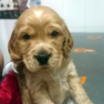¿Cómo se soluciona una fractura de hueso en perros?