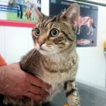 Mi gato tiene una telita en el ojo.