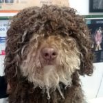 Mi perro tiene un bulto en la piel.
