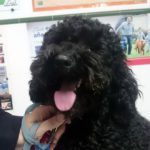 Mi perro ladra mucho cuando se queda solo.