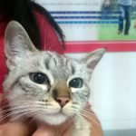 Mi gato no puede levantarse.