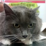 Mi gato tiene diabetes.