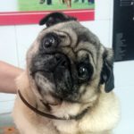 Mi perro tiene diabetes.