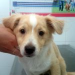 ¿Cuándo empiezo a vacunar a mi perro?