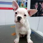 Vacunas en los perros.