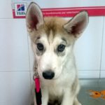 Mi perro tiene insuficiencia pancreática exocrina.