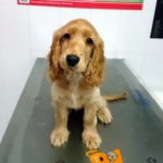 Fístulas perianales en los perros.