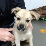 ¿Qué antiparasitario externo utilizo en mi perro?