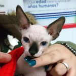 ¿Qué antiparasitario externo utilizo en mi gato?
