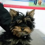 ¿Tengo que pelar a mi perro?