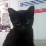 Mi gato tiene un fibrosarcoma.