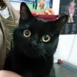 ¿Tengo que limpiarle los dientes a mi gato?