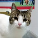 ¿Tengo que pelar a mi gato?