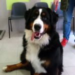 ¿Tengo que limpiarle los dientes a mi perro?