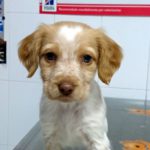 ¿Cómo sé si mi perro tiene sobrepeso?
