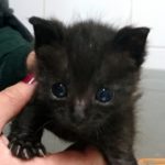 ¿Cómo sé si mi gato tiene sobrepeso?