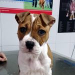 ¿Se puede quemar mi perro con el sol?
