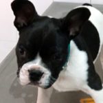Mi perro está vomitando.