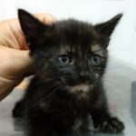 Mi gato está vomitando.