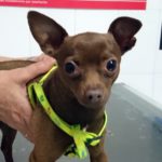 ¿Mi perro puede tener Alzheimer?
