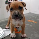 ¿Cómo puedo hacer que mi perro adelgace?