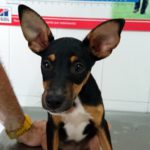 ¿Con qué frecuencia debo bañar a mi perro?