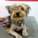 ¿Mi perro necesita un chequeo?